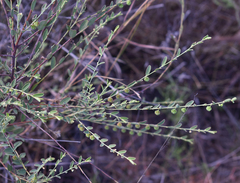 Phyllanthus carpentariae