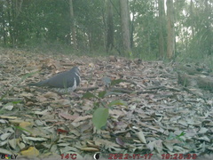 Leucosarcia melanoleuca