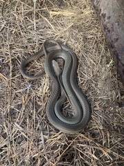 Masticophis schotti ruthveni