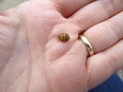 Harmonia axyridis