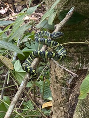 Tropidolaemus wagleri