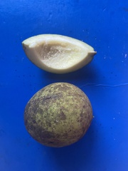 Mangifera foetida