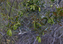 Acacia melleodora
