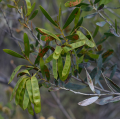 Acacia melleodora