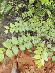 Ziziphus oenopolia