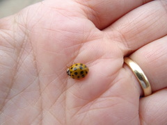 Harmonia axyridis