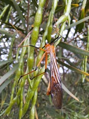 Harpobittacus australis