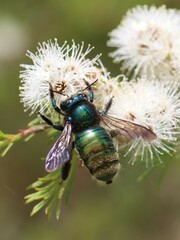 Xylocopa bombylans