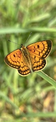 Lycaena 'canterbury common copper'