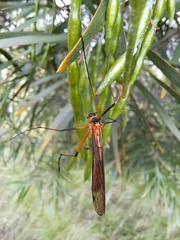 Harpobittacus australis