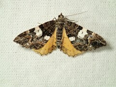 Chrysolarentia phaedra