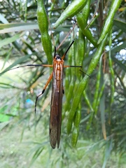 Harpobittacus australis