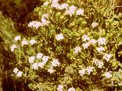 Pimelea buxifolia