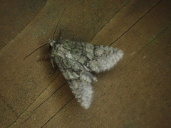 Dryobotodes intermissa