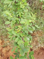 Phyllantheae