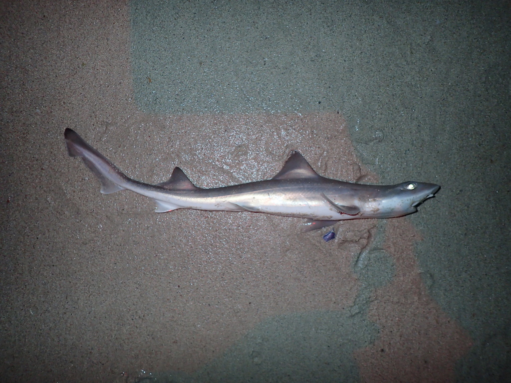 Smoothound (Mustelus palumbes) — Triakidae