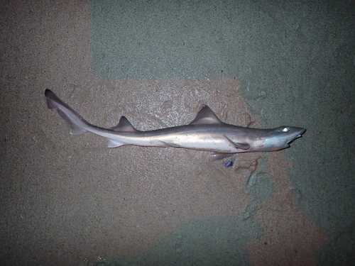 Smoothound (Mustelus palumbes) — Triakidae