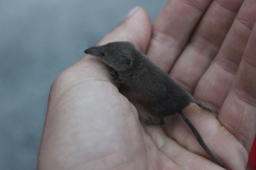 Northern Montane Shrew