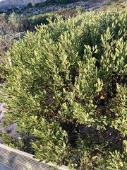 Olea exasperata