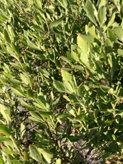 Olea exasperata