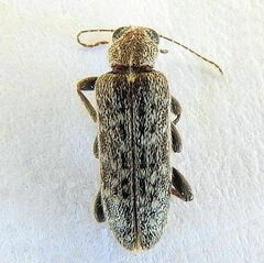 Duboisius arizonensis
