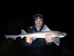 Mustelus palumbes