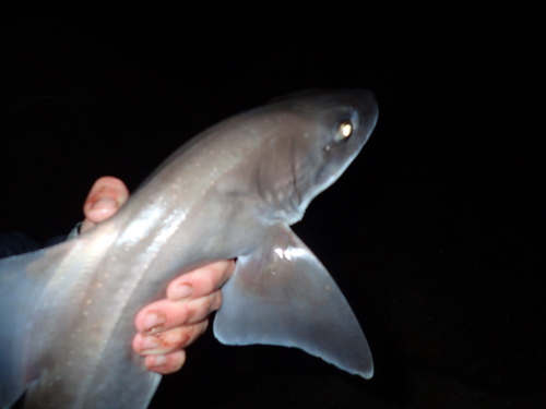 Smoothound (Mustelus palumbes) — Triakidae — 2