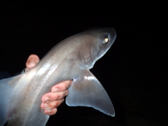 Mustelus palumbes