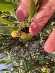 Olea exasperata