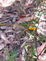 Dillwynia tenuifolia