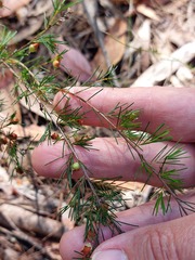 Dillwynia tenuifolia