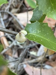 Heteroecus sanctaeclarae