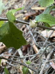 Heteroecus sanctaeclarae