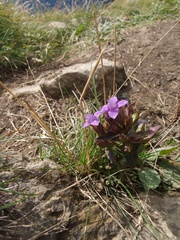 Gentianella amarella