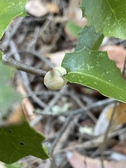 Heteroecus sanctaeclarae