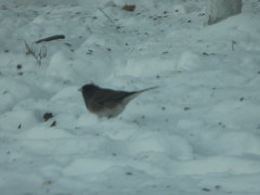 Junco hyemalis montanus