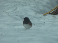 Junco hyemalis montanus