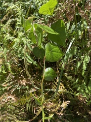 Menispermaceae