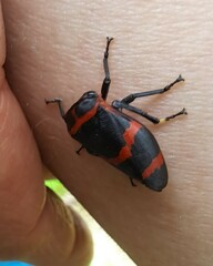 Eurymelops rubrovittata