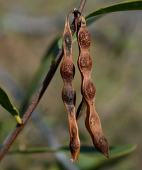 Acacia multisiliqua