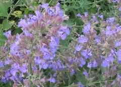 Nepeta racemosa