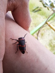 Eurymelops rubrovittata