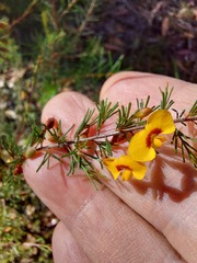 Dillwynia tenuifolia