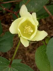 Gossypium