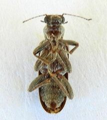 Duboisius arizonensis