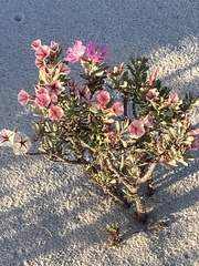 Limonium peregrinum