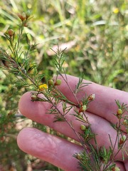 Dillwynia tenuifolia
