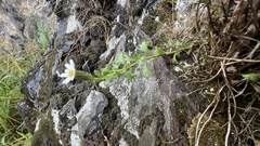 Vittadinia australis