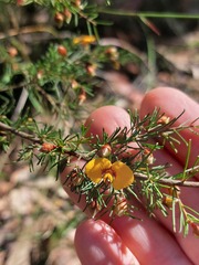 Dillwynia tenuifolia