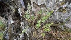 Vittadinia australis